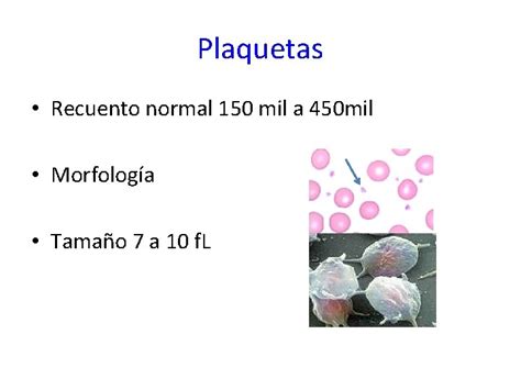 plaquetas normal-4